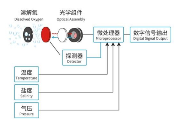 溶解氧传感器